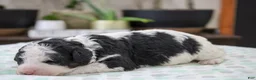 Mini Bernedoodle dogs for sale: Theodora - Ad 2