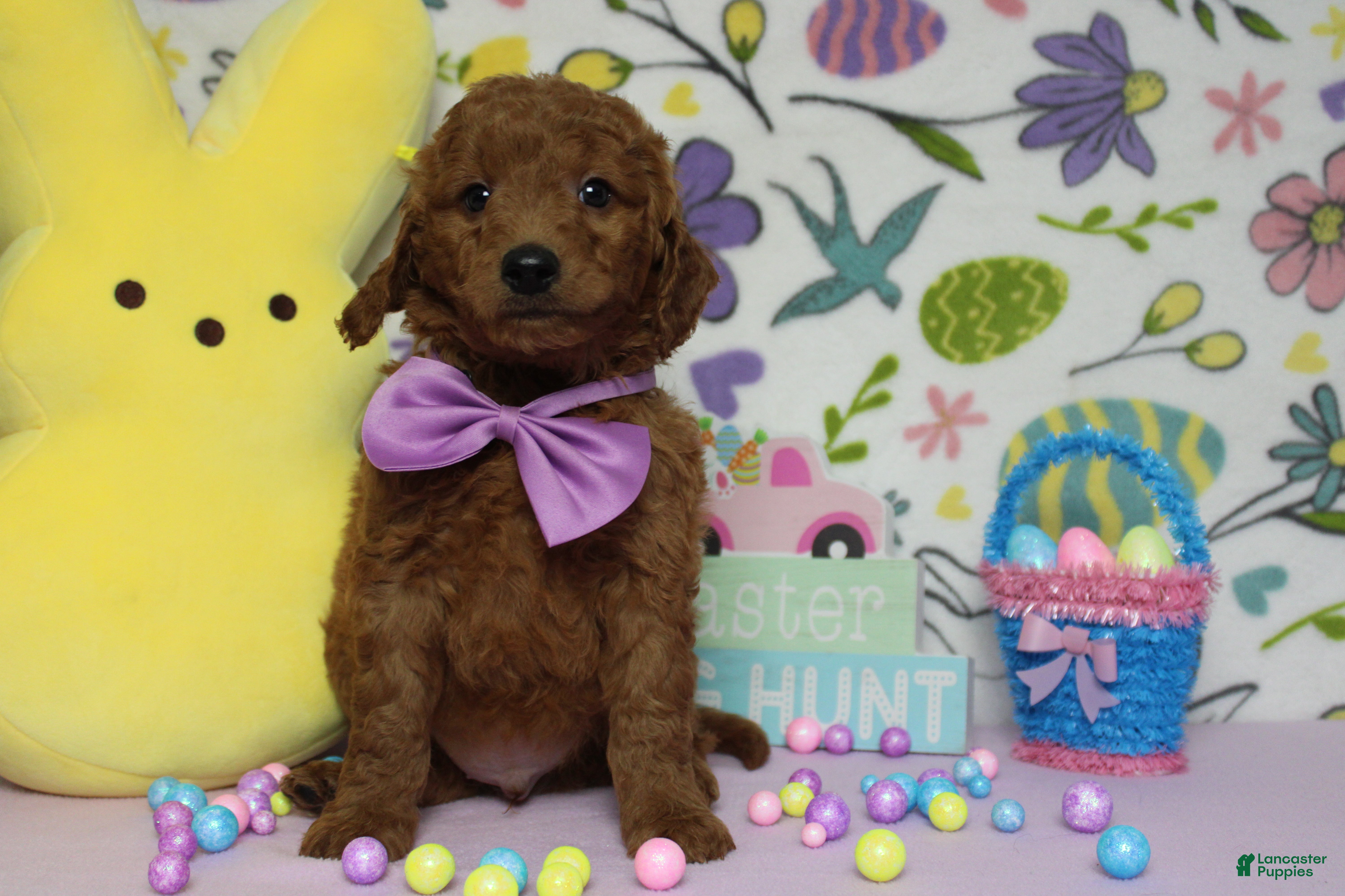 Goldendoodle dogs RC  - Ad 32