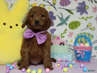 Goldendoodle dogs RC - Ad 32