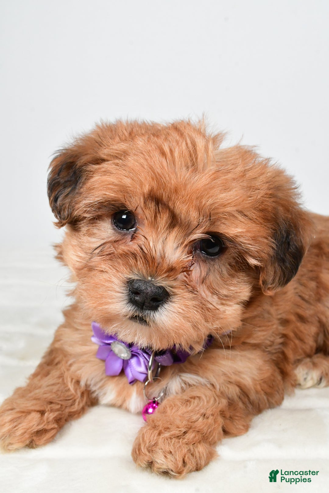 Yorkiepoo dogs for sale: Tillie - Ad 3