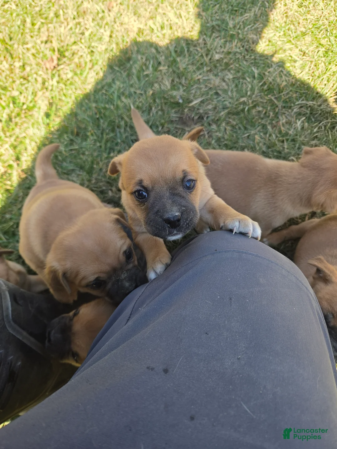 Jug dogs for sale: Jug Puppy 1 - Ad 1