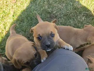 Jug dogs Jug Puppy 1 - Ad 4