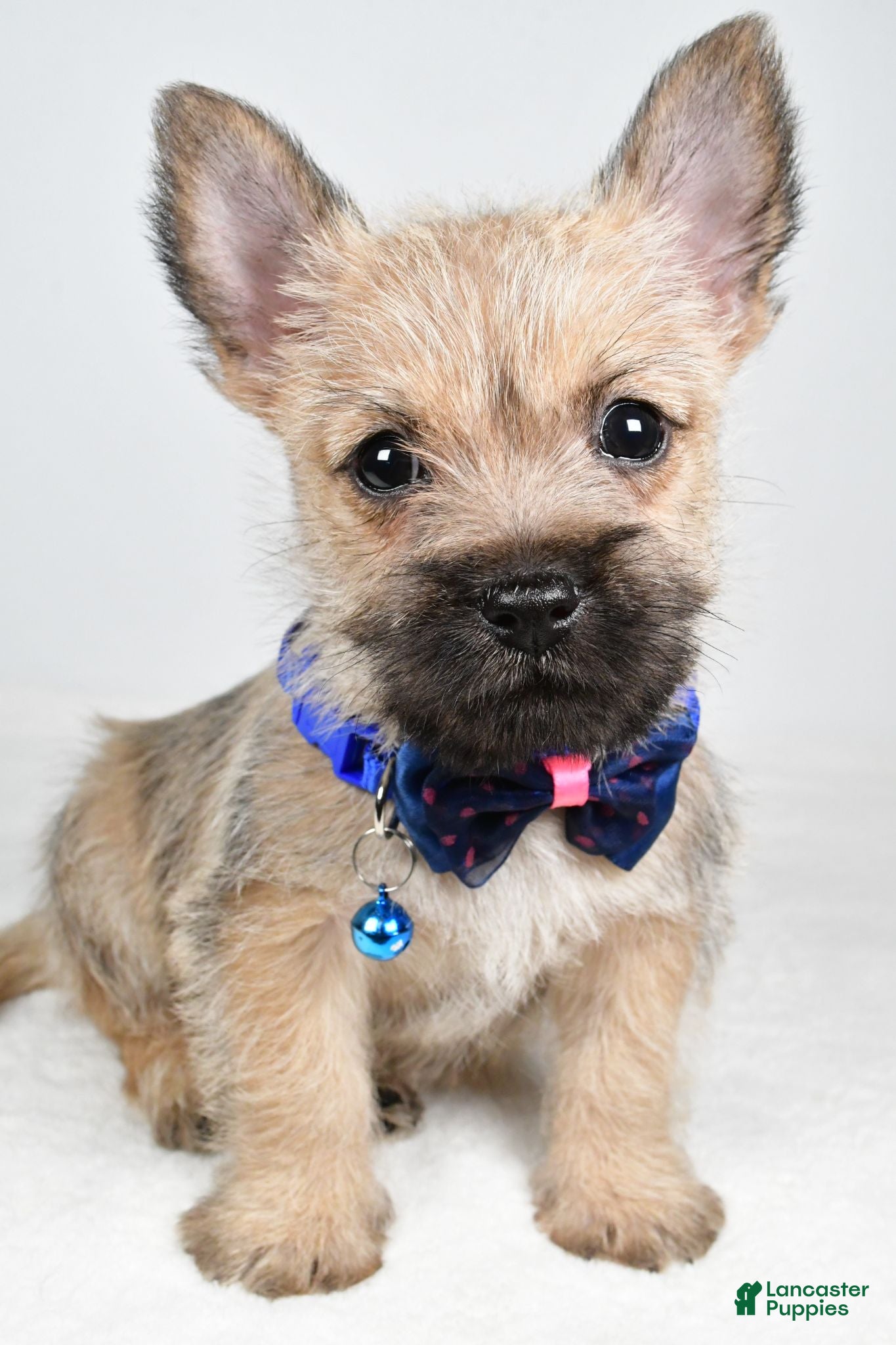 Cairn Terrier dogs Chase - Ad 2