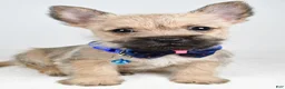 Cairn Terrier dogs for sale: Chase - Ad 2