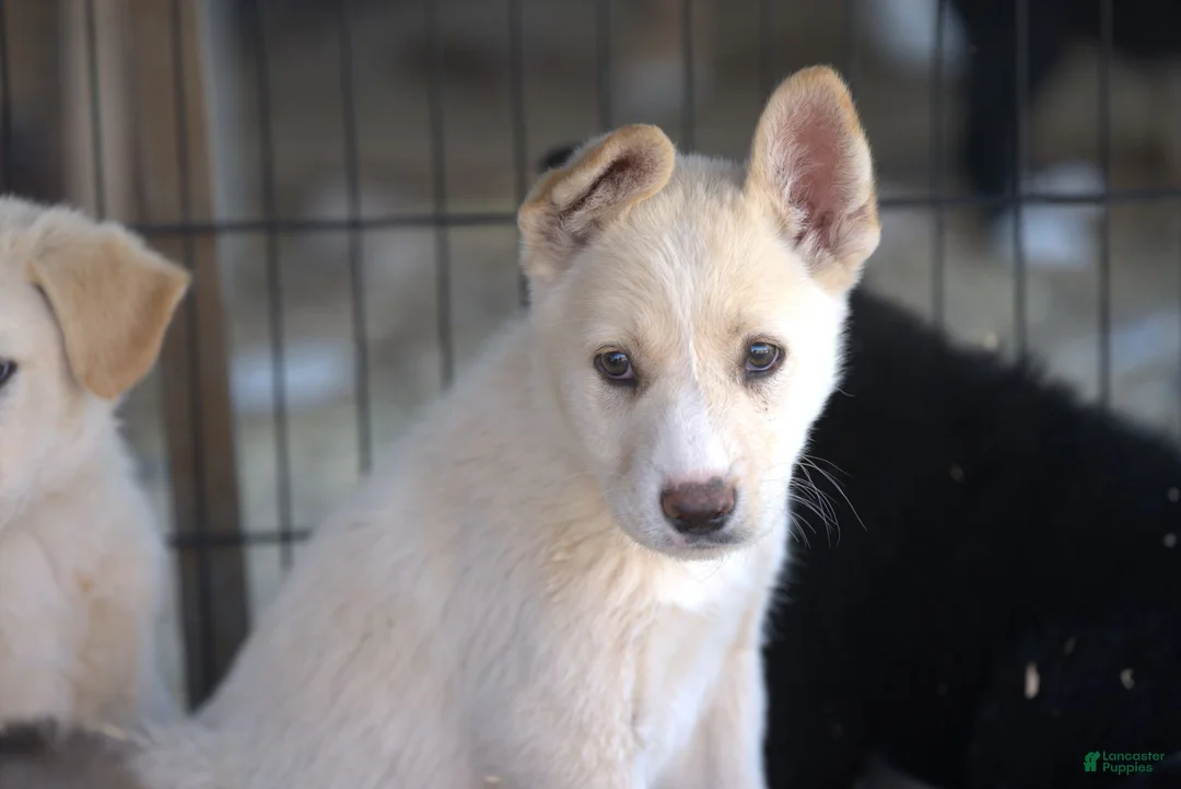 Mixed Breed dogs for sale: Toes M Cream - Ad 7