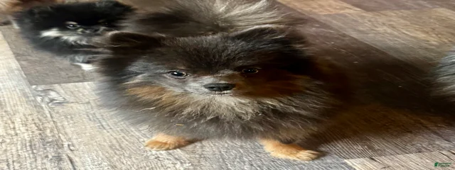 Caspian