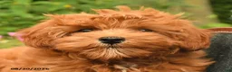 Miniature Labradoodle dogs for sale: Muffin - Ad 3