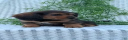 Miniature Dachshund dogs for sale: Riley - Ad 67