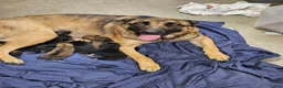 Mixed Breed dogs for sale: Pincha - Ad 2