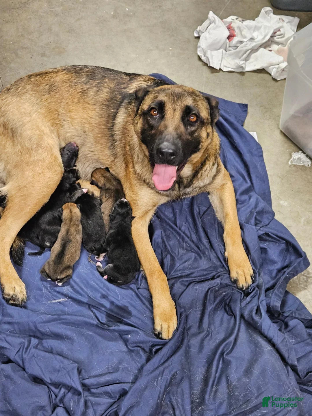 Mixed Breed dogs for sale: Pincha - Ad 2