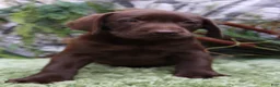 Labrador Retriever dogs for sale: Willy - Ad 4