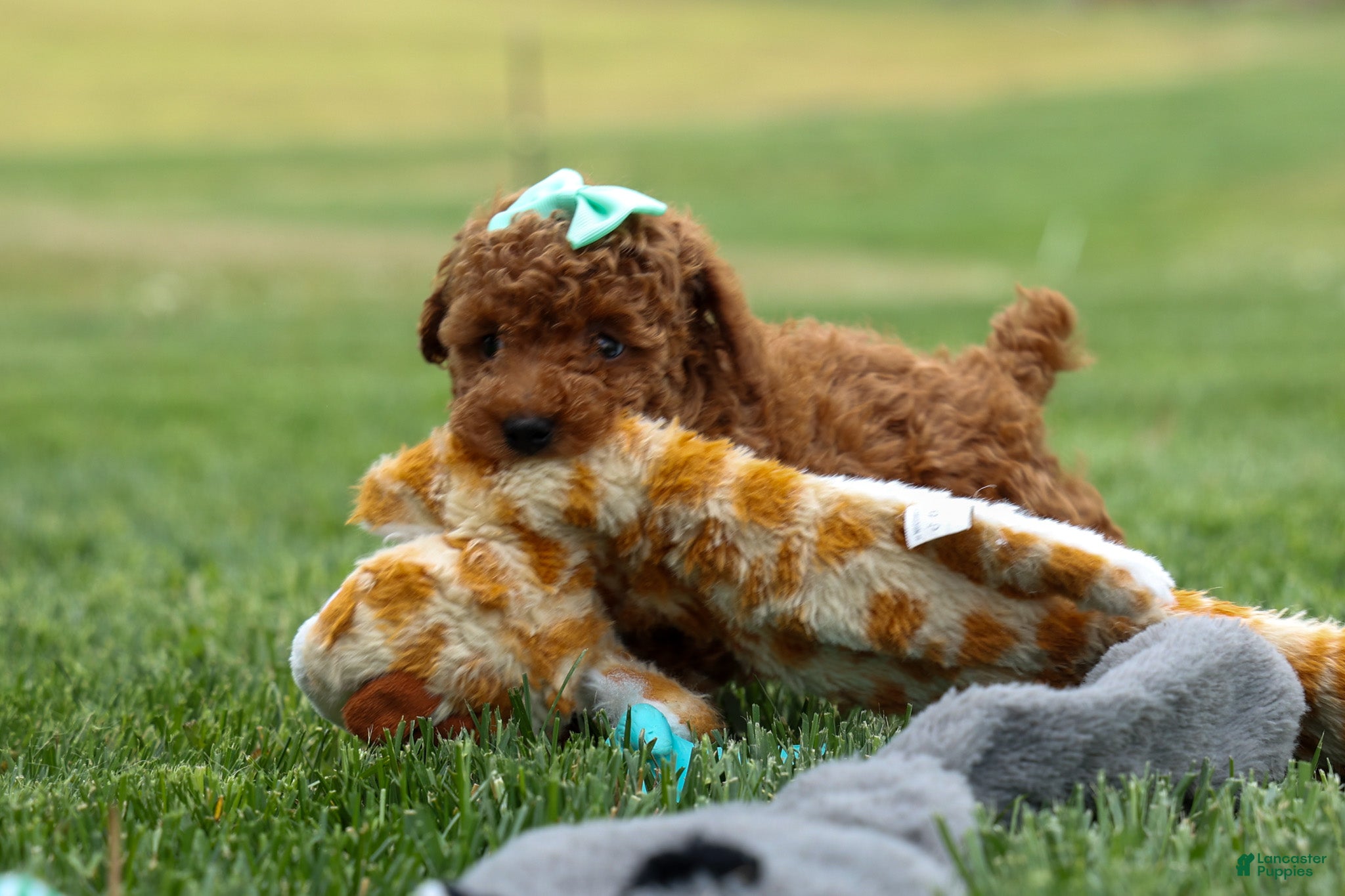 Miniature Poodle dogs Zaylee - Ad 1