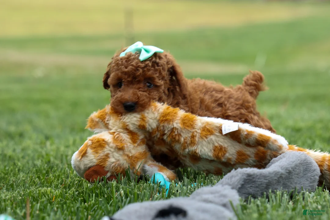 Miniature Poodle dogs for sale: Zaylee - Ad 1