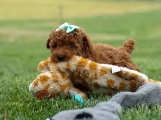 Miniature Poodle dogs for sale: Zaylee - Ad 1