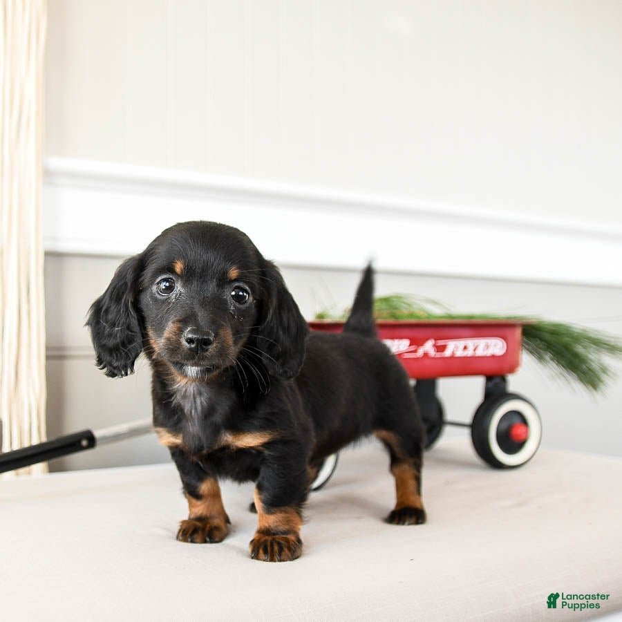Dachshund dogs Jolly - Ad 24