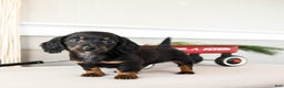 Dachshund dogs for sale: Jolly - Ad 1