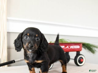 Dachshund dogs Jolly - Ad 2
