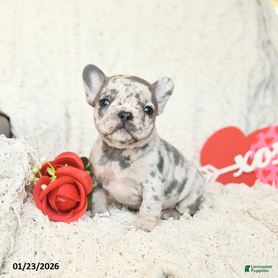 French Bulldog dogs for sale: Bluebell - Ad 2