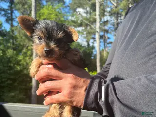 Yorkshire Terrier dogs for sale: Yorkshire Terrier Puppy 2 - Ad 2