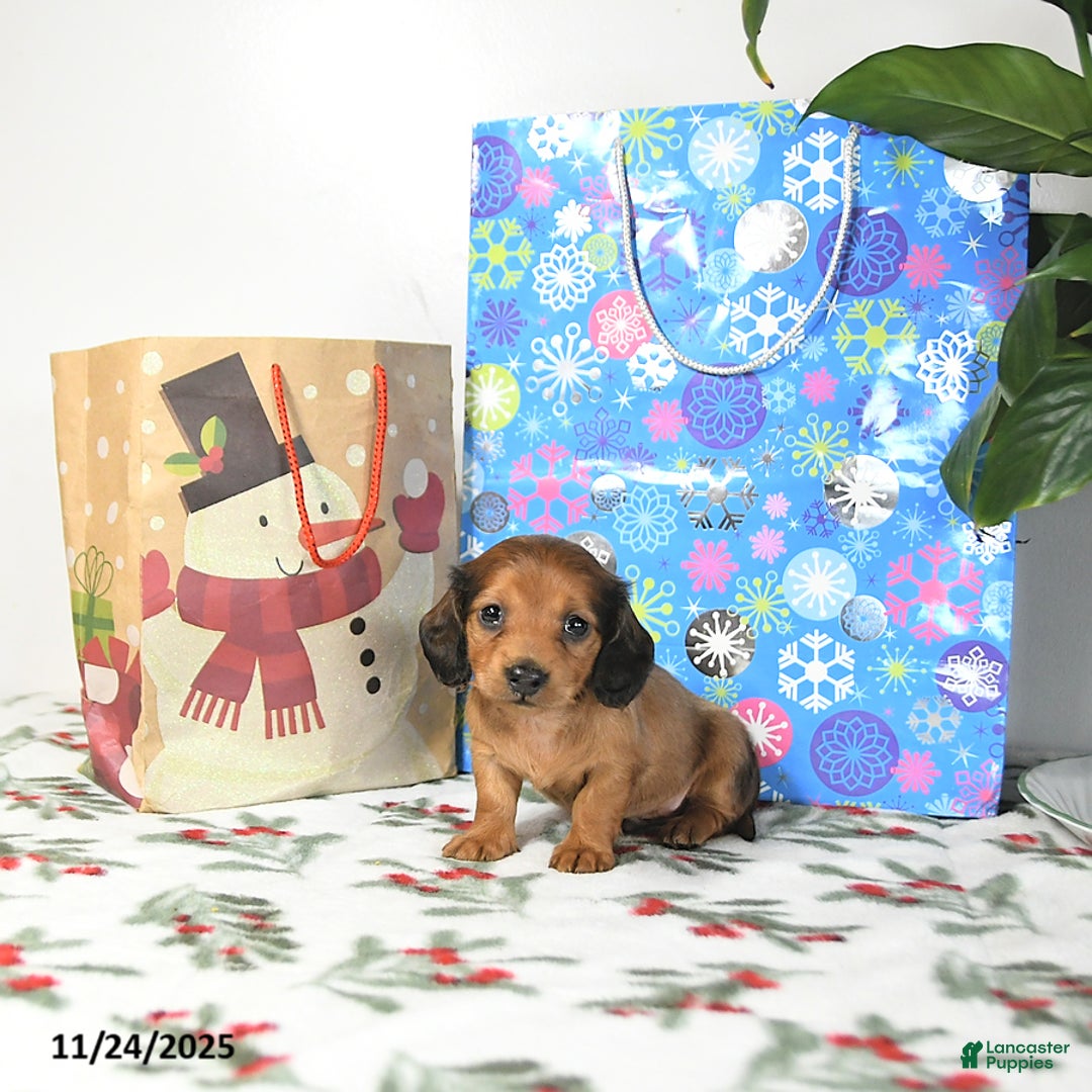 Miniature Dachshund dogs for sale: Timmy - Ad 1
