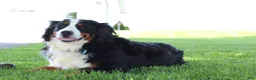 Bernedoodle dogs for sale: Molly - Ad 3