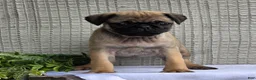 Pug dogs for sale: Baxter - Ad 3