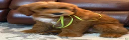 Goldendoodle dogs for sale: Goldendoodle 2 - Ad 3