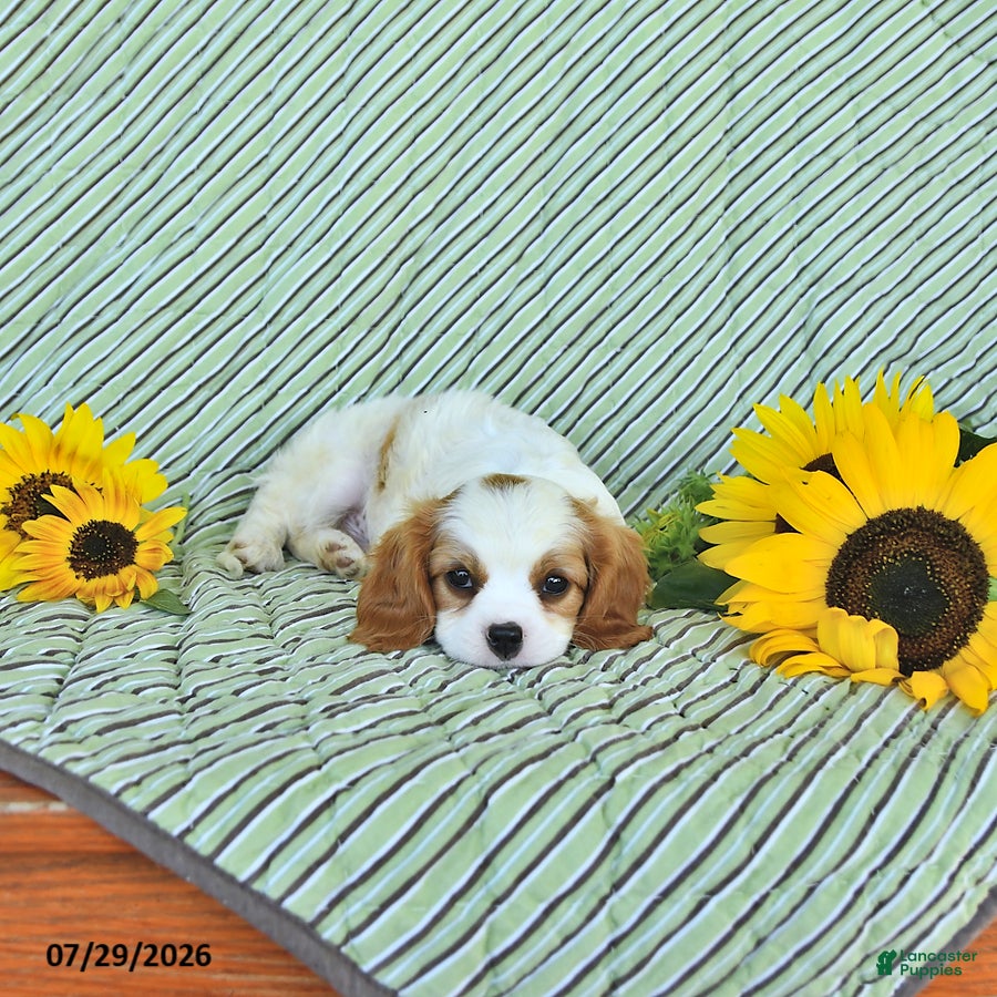 Cavalier King Charles Spaniel dogs Percy - Ad 2