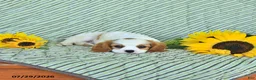Cavalier King Charles Spaniel dogs for sale: Percy - Ad 2