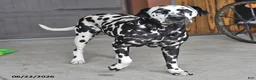 Dalmatian dogs for sale: Freckles - Ad 6