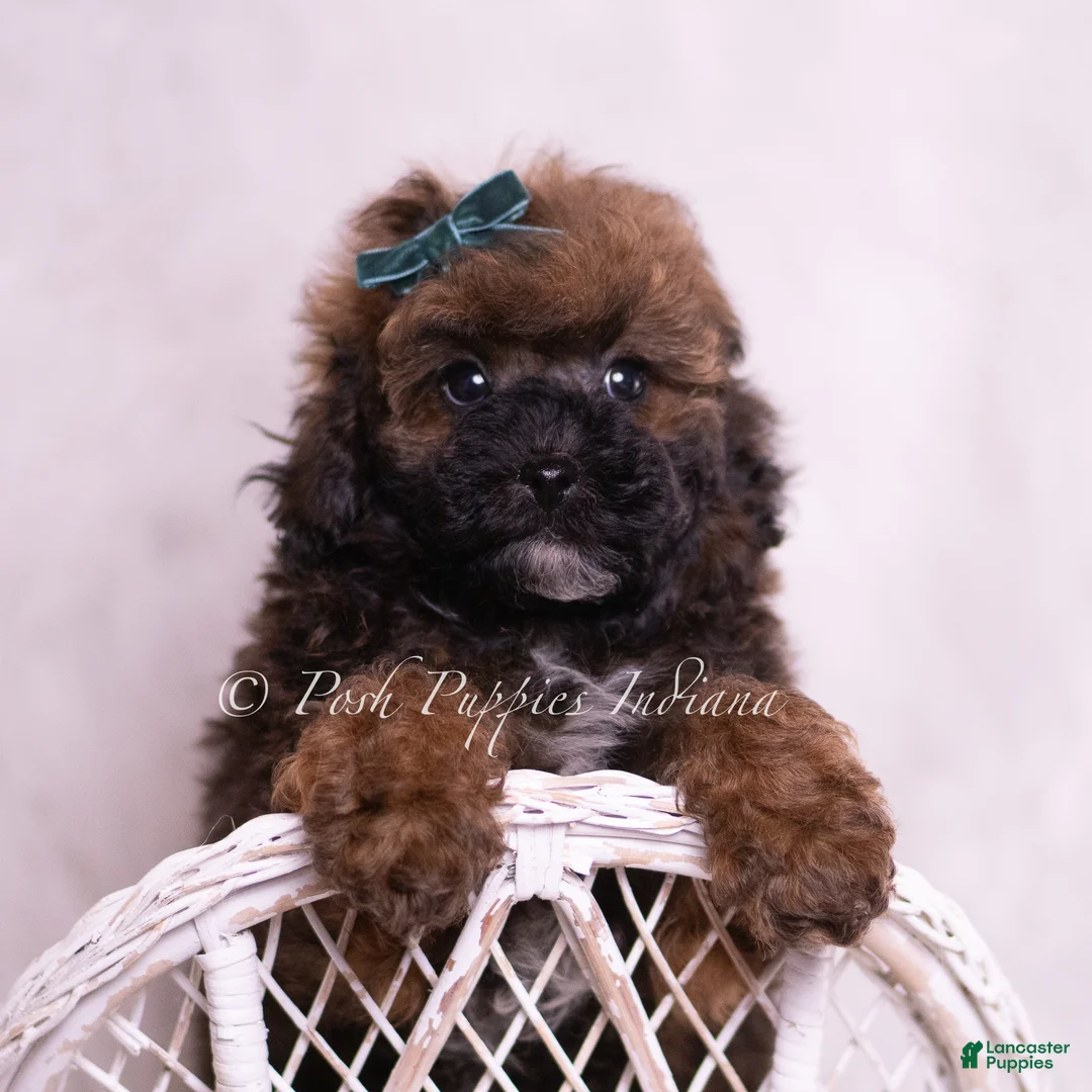 Toy Poodle dogs for sale: Canon - Ad 1