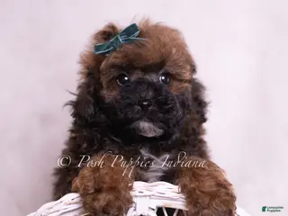 Toy Poodle dogs Canon - Ad 10
