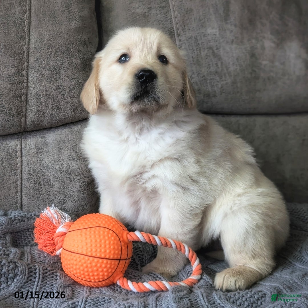 Golden Retriever dogs for sale: Theo - Ad 4
