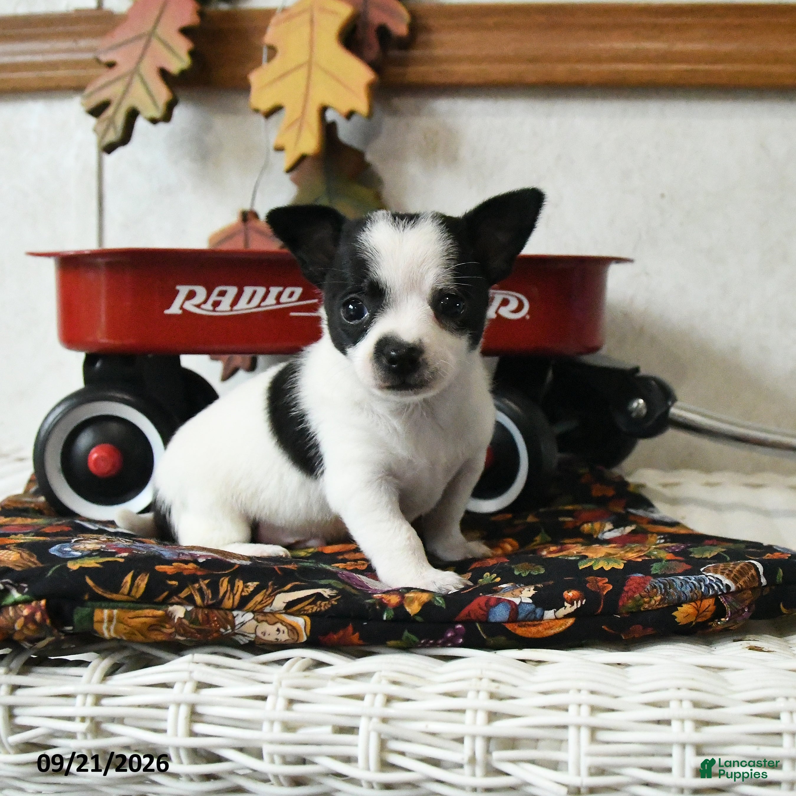 Chihuahua dogs Checkers - Ad 2