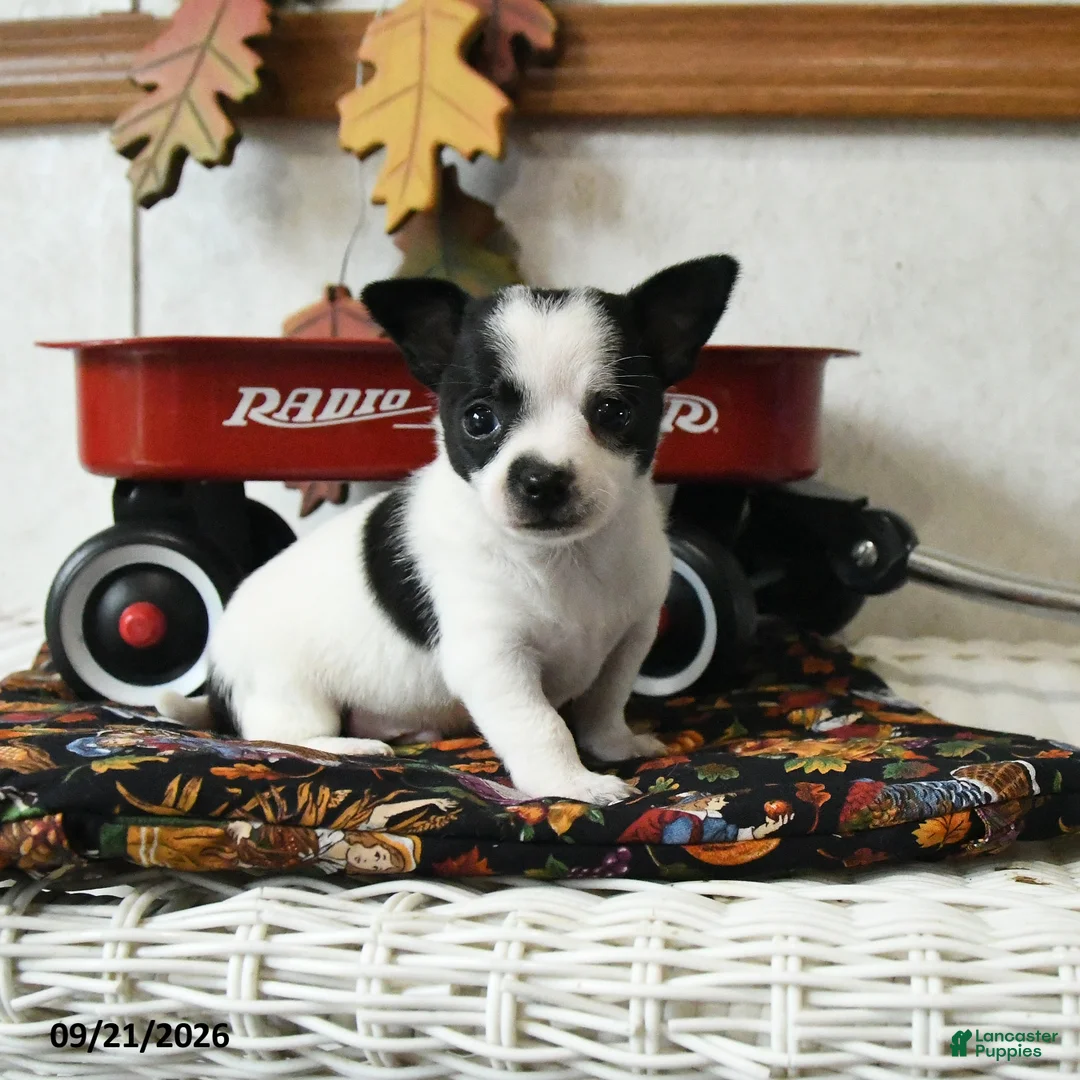 Chihuahua dogs for sale: Checkers - Ad 2