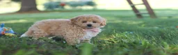 Bichpoo dogs for sale: Teddy  - Ad 4