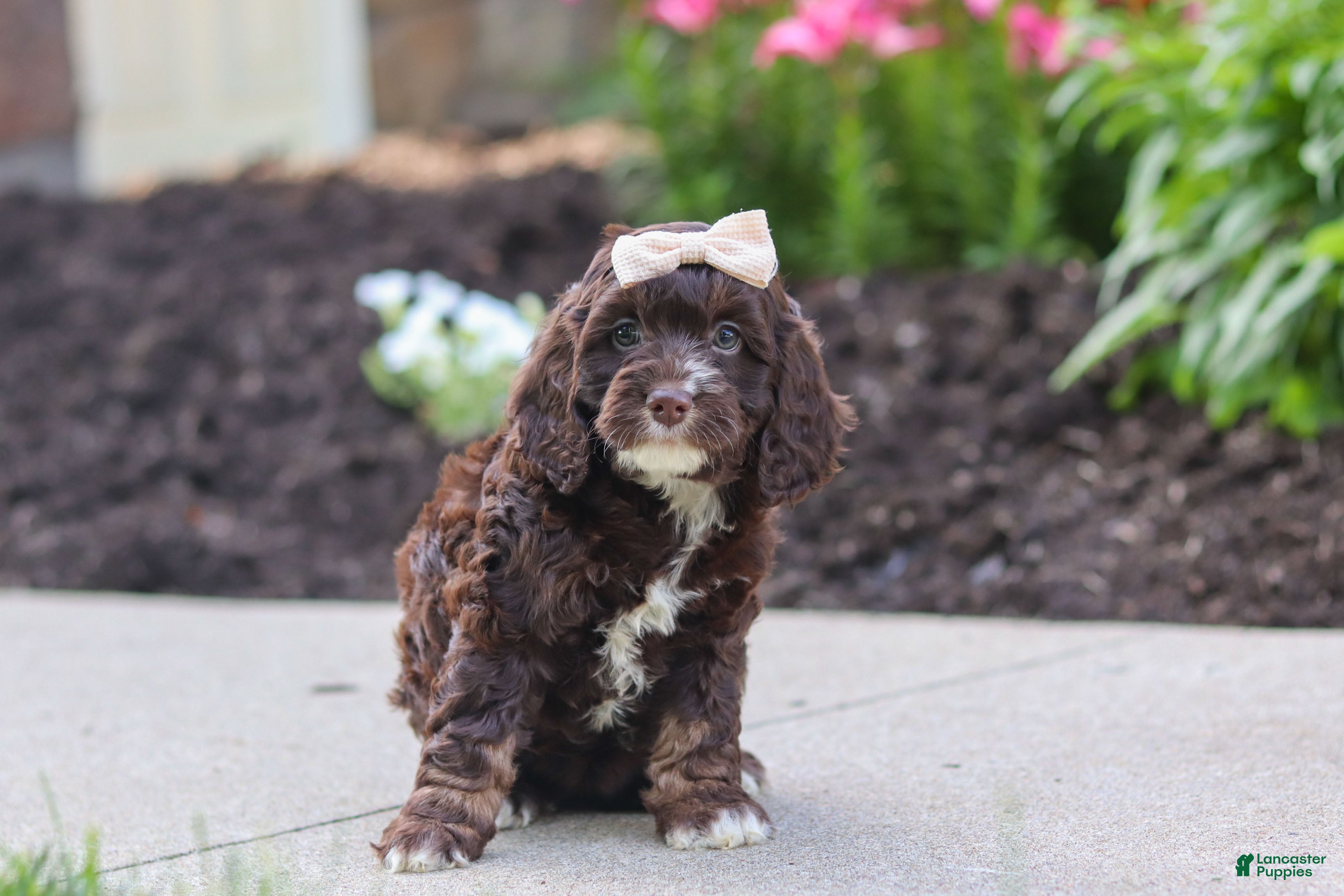Cockapoo dogs Sylvia - Ad 2