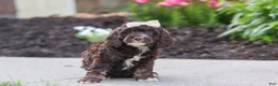 Cockapoo dogs for sale: Sylvia - Ad 2