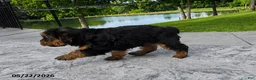 Yorkshire Terrier dogs for sale: Bubby - Ad 4