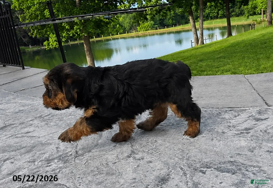 Yorkshire Terrier dogs for sale: Bubby - Ad 4