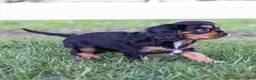Cavalier King Charles Spaniel dogs for sale: Butch - Ad 4
