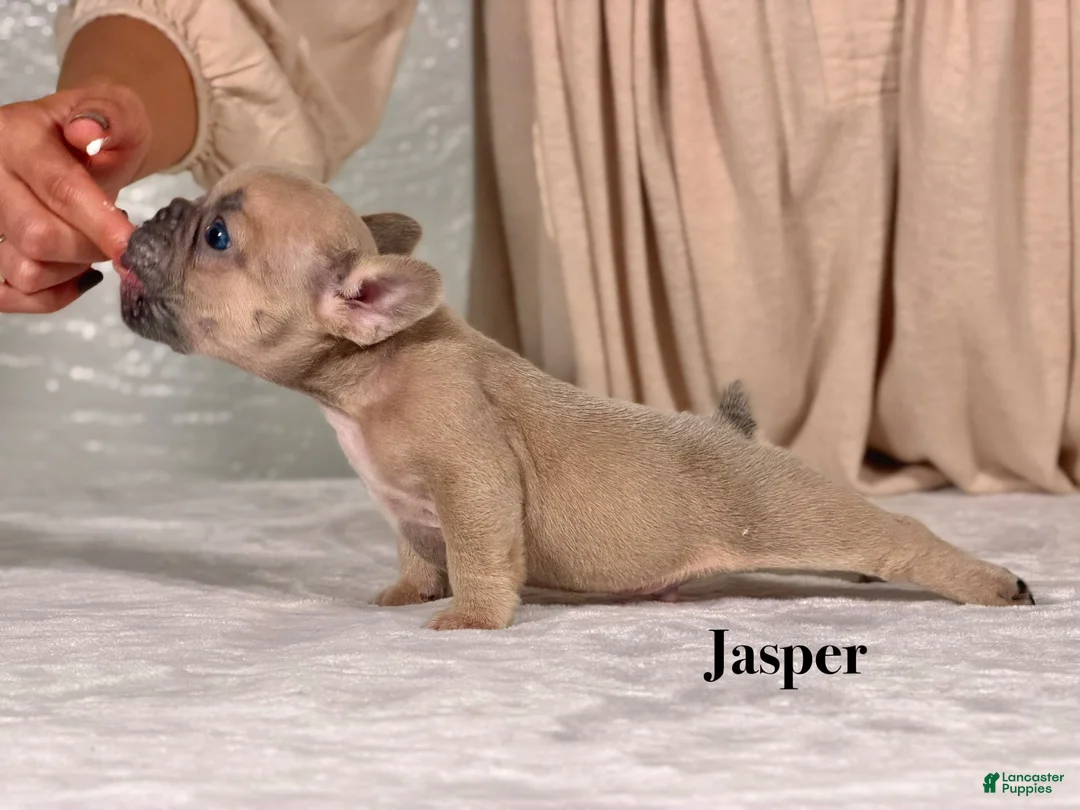 French Bulldog dogs for sale: Jasper - Ad 2