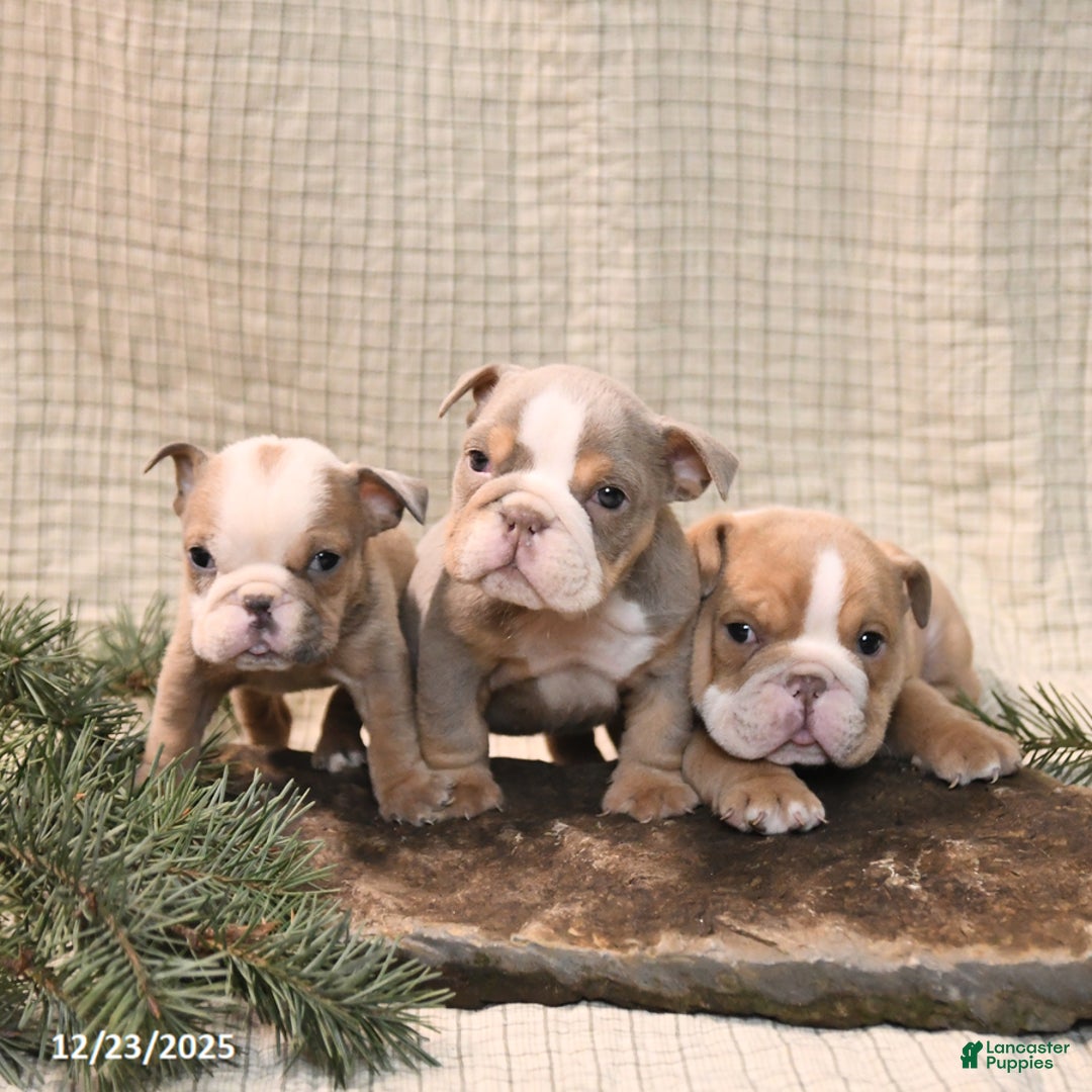 English Bulldog dogs for sale: Jingles - Ad 5