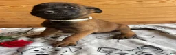 Belgian Malinois dogs for sale: Jackson - Ad 4