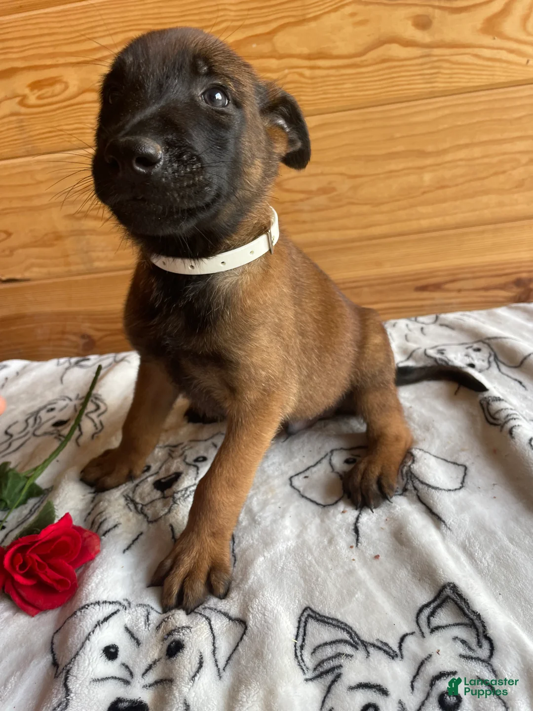 Belgian Malinois dogs for sale: Jackson - Ad 4