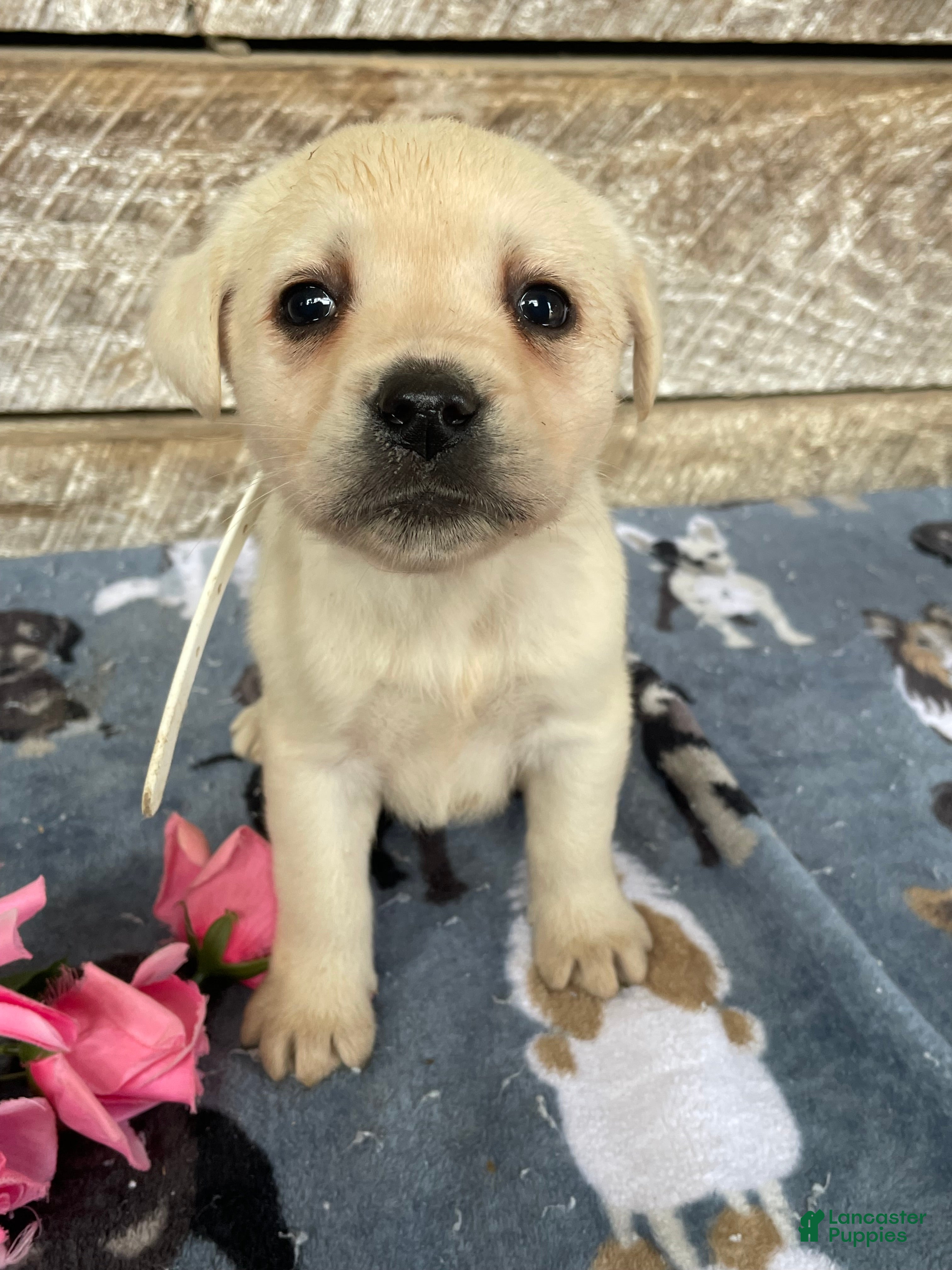 Labrador Retriever dogs Doc - Ad 8