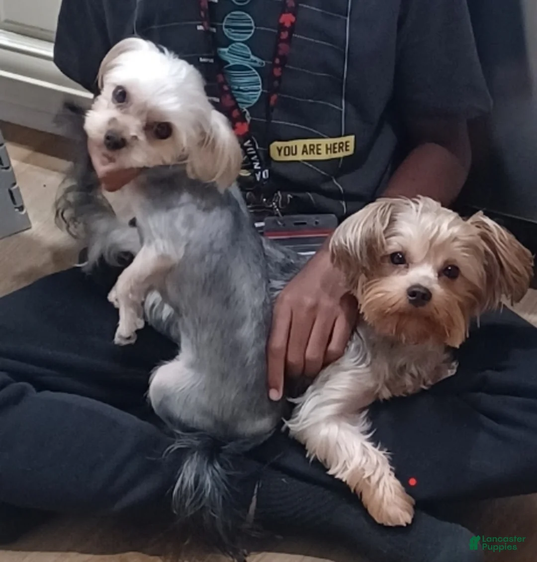 Yorkshire Terrier dogs for sale: Yorkshire Terrier Puppy 1 - Ad 2