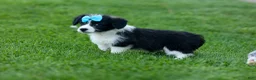 Corgipoo dogs for sale: NELSON - Ad 8
