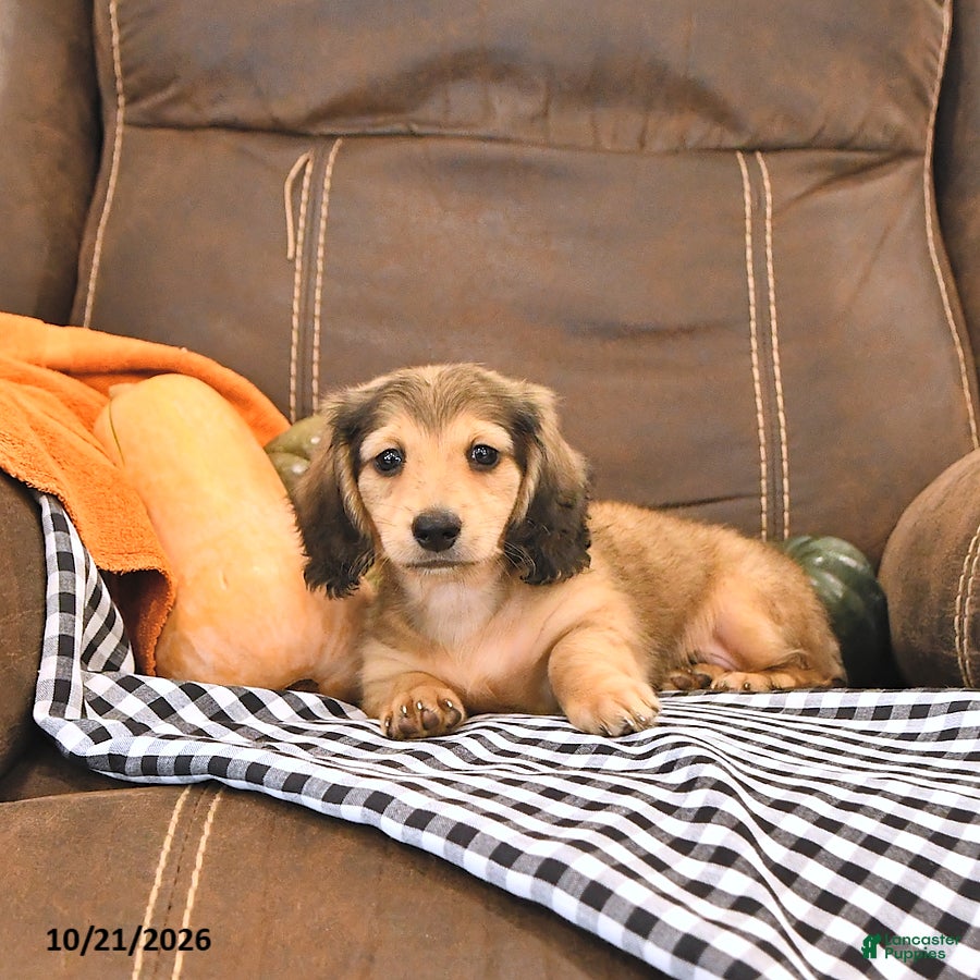 Miniature Dachshund dogs Milo - Ad 2