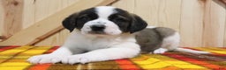 Saint Bernard dogs for sale: Starr - Ad 4